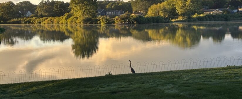 Fox Point Update: November 2025 Edition