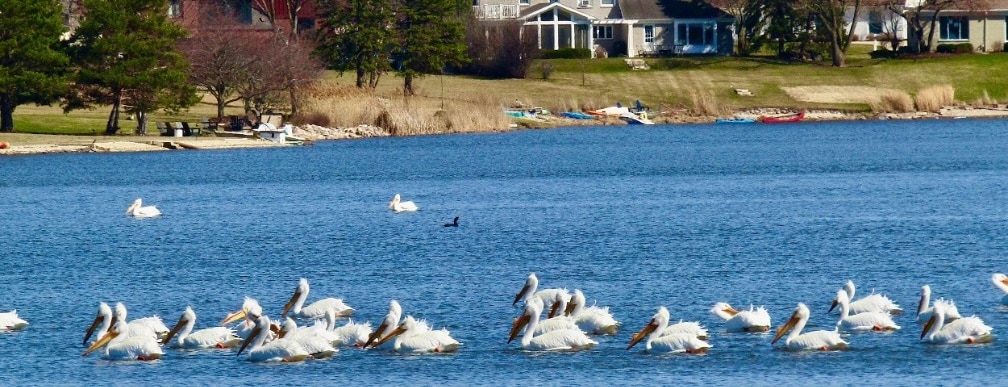 Fox Point Update: April 2026 Edition - Fox Point Homeowners Association